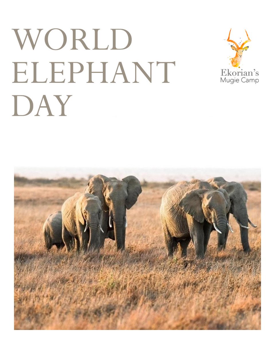 Today we celebrate the gentle giants who roam Mugie’s plains.

Every elephant here has a story — of family, strength, and the wild spaces they call home.

Here’s to protecting them, always. 🐘💚

#WorldElephantDay #EkorianMugieCamp