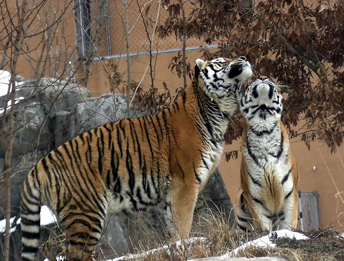천둥이.춘향이 전주 동물원

#시베리아호랑
#아무르호랑이
#한국호랑이
#전주동물원
#천둥
#춘향이
