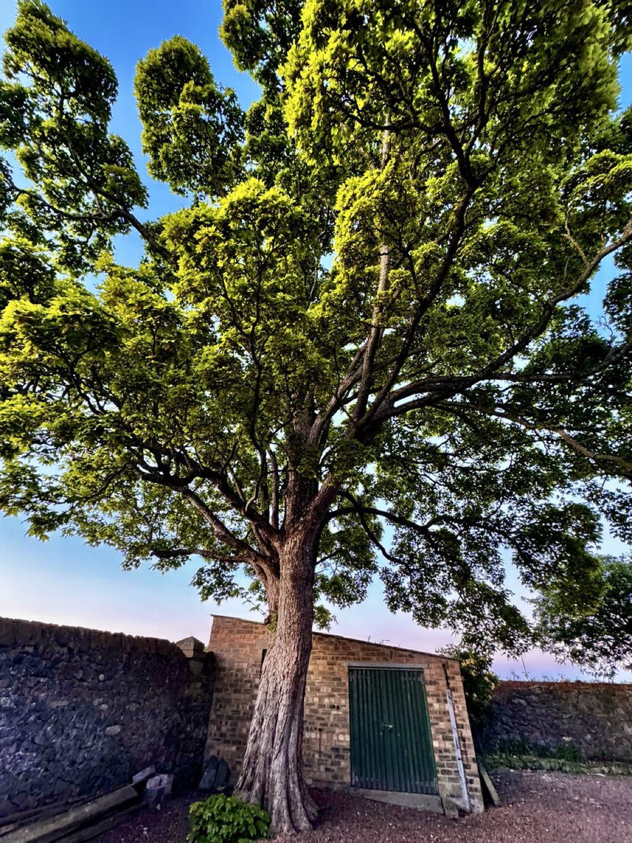 Imagine a carbon capture machine that doesn’t cost £30bn, looks beautiful, lasts for generations to capture solar energy and converts water, carbon dioxide and minerals into oxygen and energy-rich organic compounds whilst reducing surrounding temperatures and pollution?
🌳