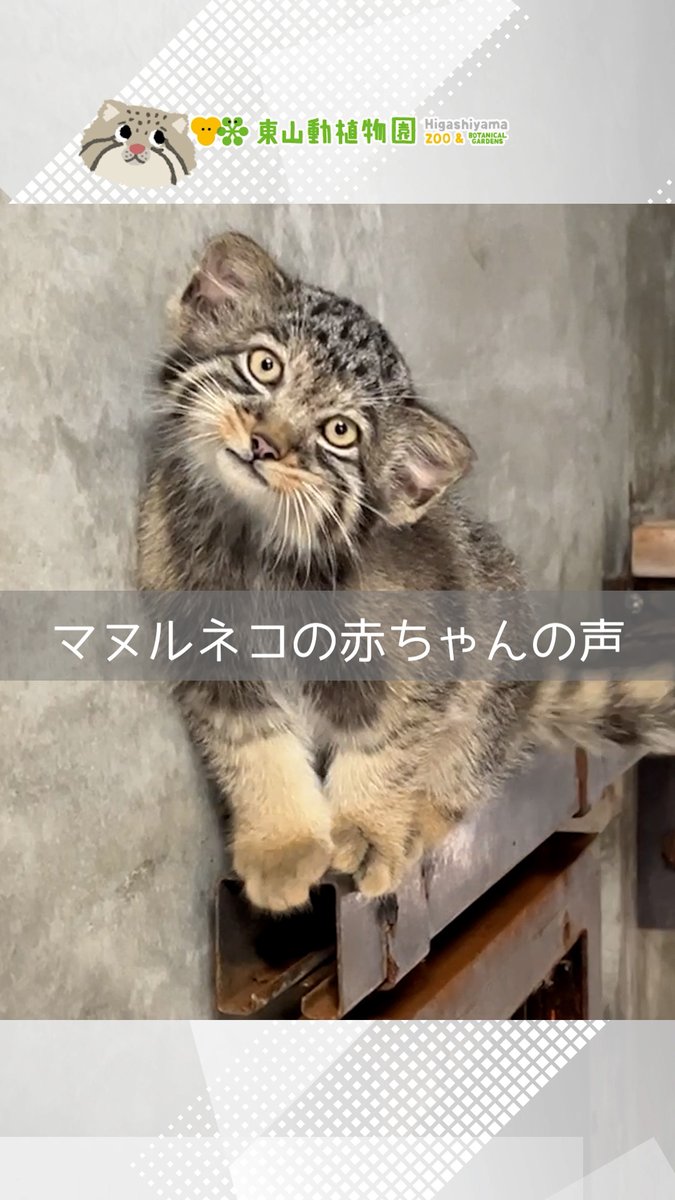 【Instagramを更新しました】
#マヌルネコ の #赤ちゃん の声を少しだけ録ることができました。聞いてみてくださいね。

instagram.com/reel/DNP5Pn4OO…

＊今日は休園日。#ナイトZOO＆GARDENもお休みです
#東山動植物園 #動物園 #動物園 #名古屋