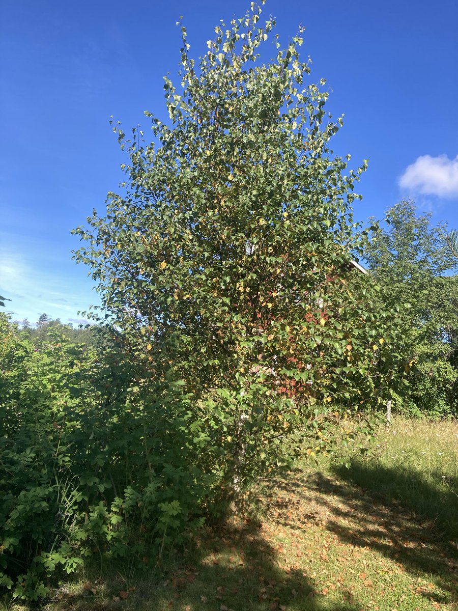 Det oändligt och subtilt sorgsna i augustis gula löv.