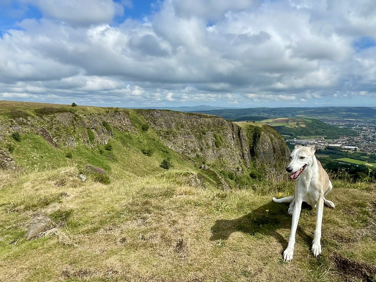 Just my happy dog on top of the Cavehill.  <a href="/WeatherCee/">Cecilia Daly</a> <a href="/bbcniweather/">BBC NI Weather</a> <a href="/utvweather/">UTV Weather</a> <a href="/dog_rates/">WeRateDogs</a> <a href="/dog_feelings/">Thoughts of Dog</a> <a href="/WeatherAisling/">Aisling Creevey</a>
