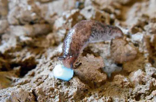 DESANGOSSE's tweet photo. 🌱#MardiBiocontrôle
🔵L’efficacité du phosphate ferrique suscite parfois des déceptions chez les agriculteurs. Alors, tous les biocontrôles se valent-ils ?
Décryptage pour choisir la meilleure solution.⤵️
#agriculture #limaces
https://t.co/5BhUm4P5rK https://t.co/OyCbXRyYWl