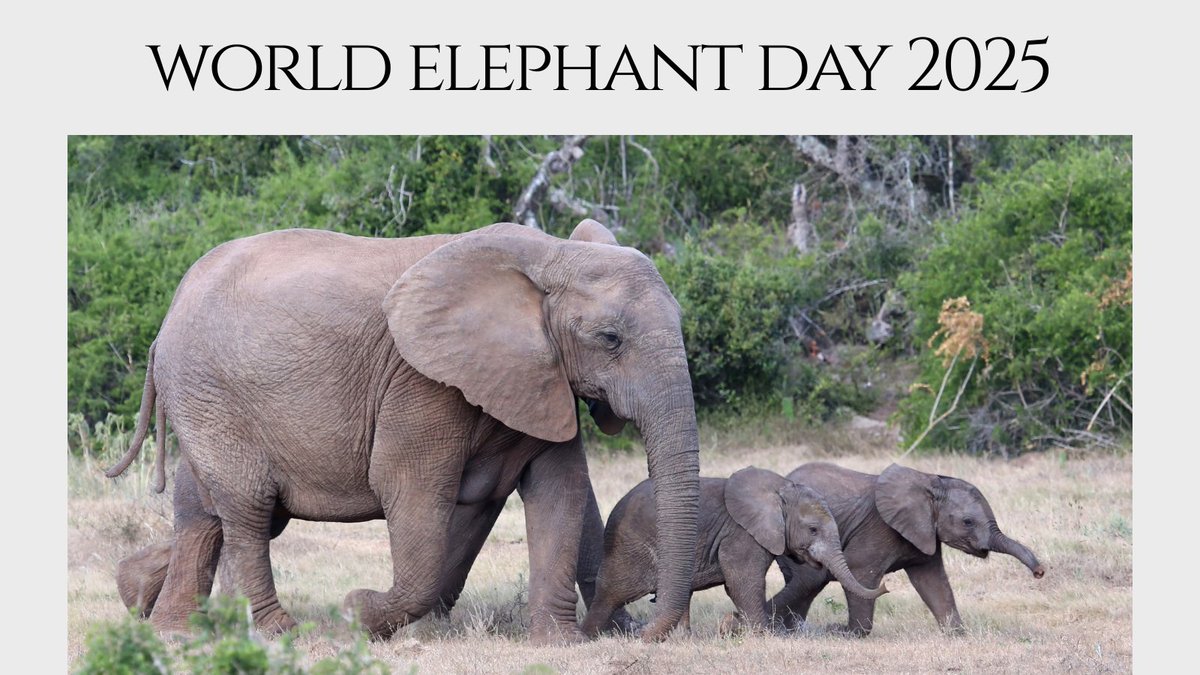 CRManagementcpt's tweet photo. The theme for World Elephant Day 2025 is "Matriarchs &amp; Memories" 
🐘🐘🐘
This theme is a tribute and celebration to the emotional lives of elephants and the matriarchal leadership of the female leaders who remember, protect, and guide their families. 

#myfavouriteanimal https://t.co/7SP2wTPYHe