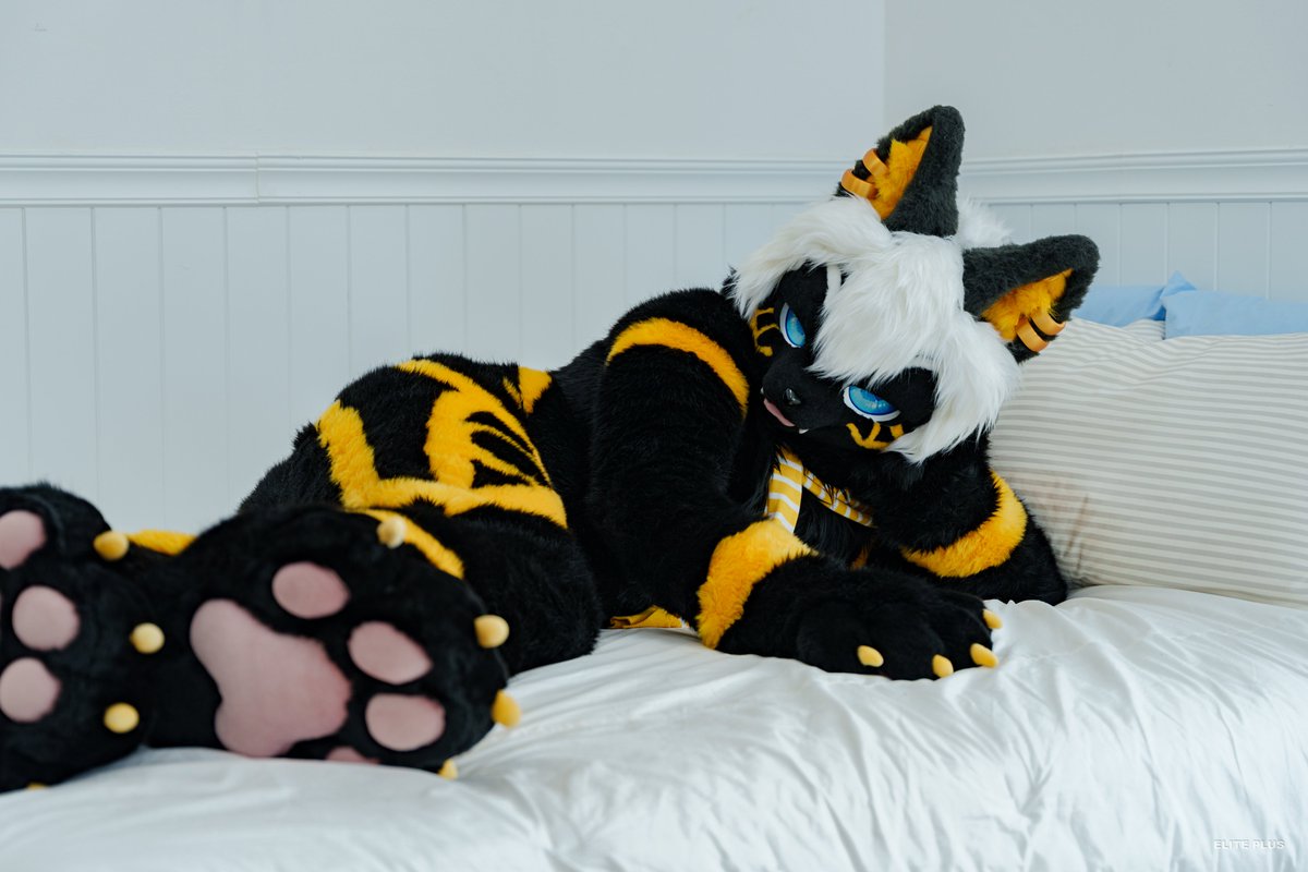 #FursuitEveryday #Anue

하얀 침대를 까맣게 물들여~ 🖤💛
