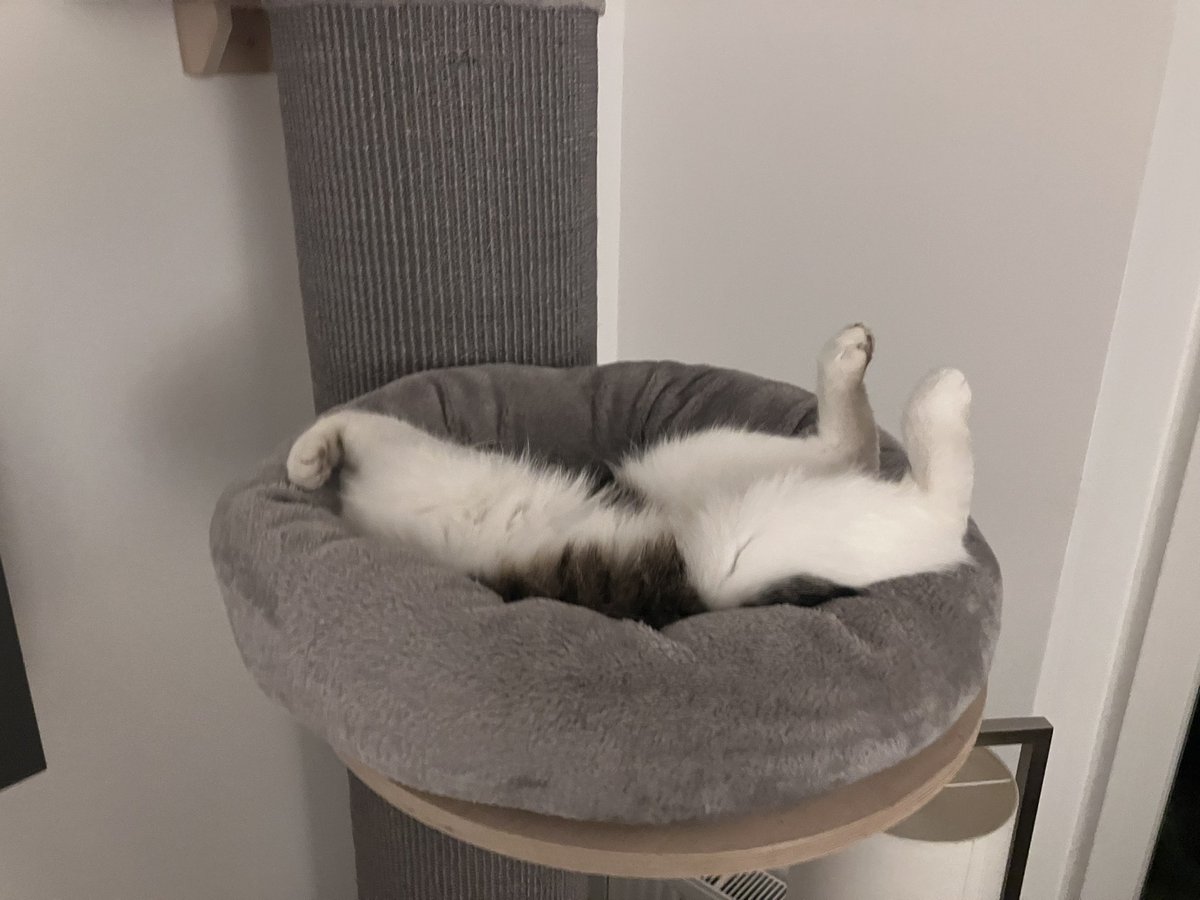 reti has lost a head and a leggie 🫣🙀🙀 #CatsofTwittter