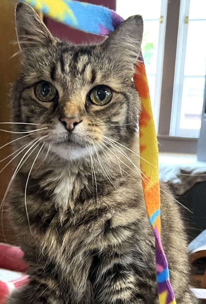 sachikoko's tweet photo. 👉🏽SENIOR ALERT🙏🏽PLZ SHARE
💘Handsome, Sweet 13YO #Senior Brown #Tabby Kitty "GERARD"💘
🥠Needs A Calm #FureverHome🏡
▶4 INFO https://t.co/VsoOE3YVvS
🙏🏽#AdoptDontShop
#Oakland #CA #BayArea #SpecialNeeds #Declawed
✅Cats✅Older Kids 📧adopt@cattownoakland.org
#RehomeHour #US #CATS https://t.co/5B9LSxzCNH