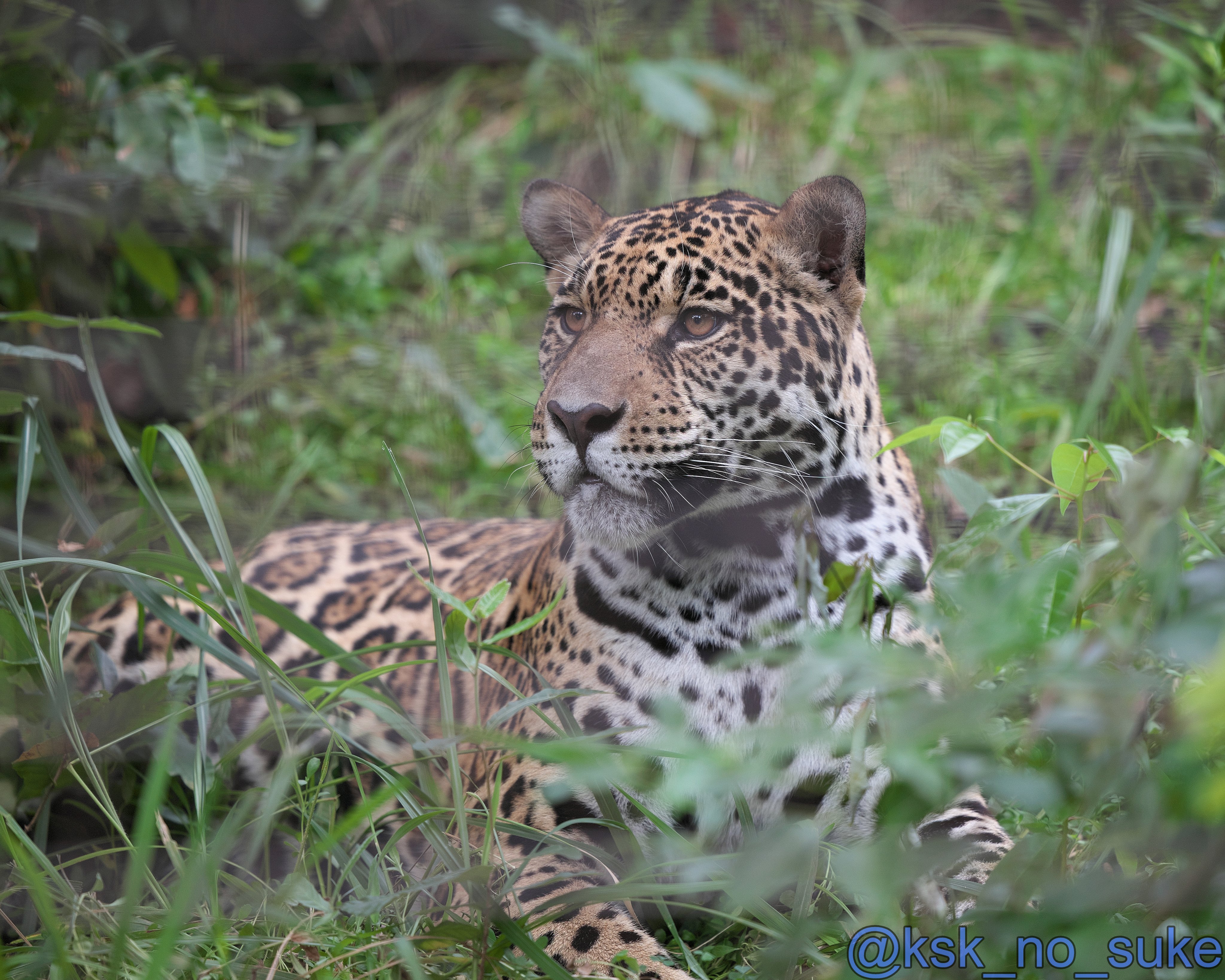 けーすけ (@ksk_no_suke) / X