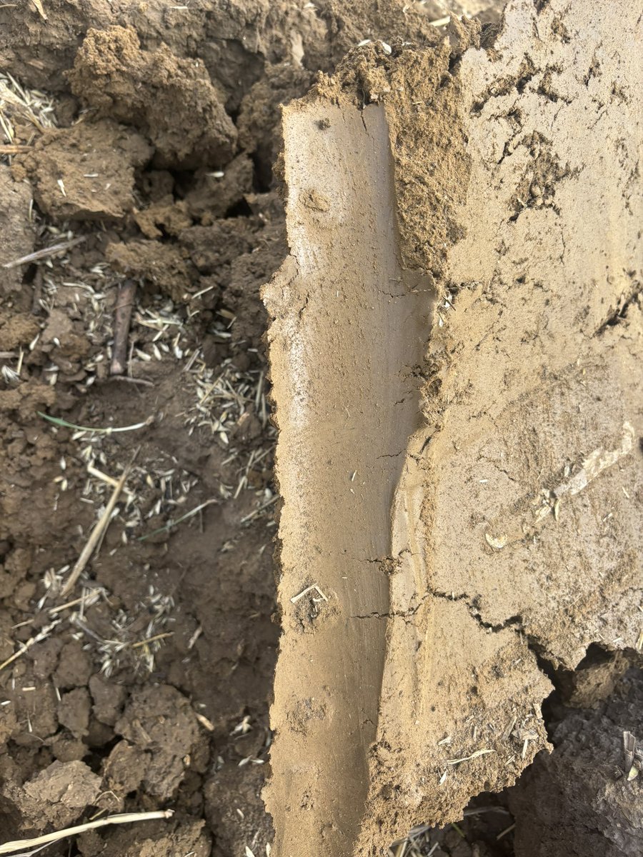 Mole draining some wet zones from last autumn/winter, surprisingly sufficient moisture at depth to hold a nice enough mole.