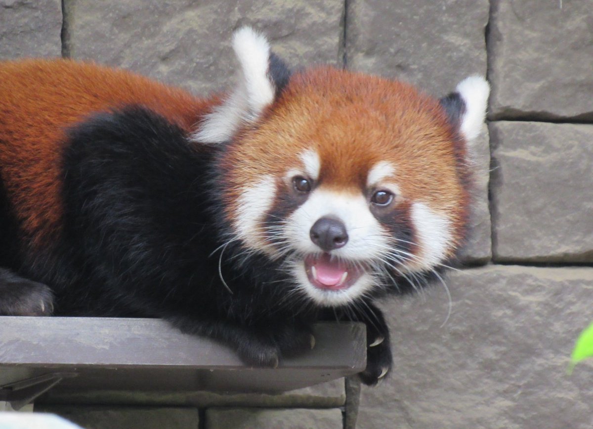 2025.08.11
ランマル🐾

お部屋と出入り自由だったけどお外で過ごしていた坊っちゃん😊

#浜松市動物園 #レッサーパンダ