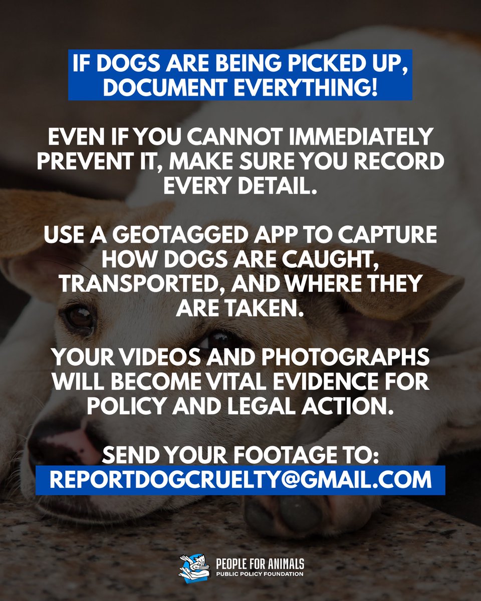 Gauri Maulekhi (@gauri_maulekhi) on Twitter photo Urgent: If dogs are being rounded up in your area, DOCUMENT everything safely - how they’re caught, kept, and moved. This evidence is critical to protect their rights and hold authorities accountable. Share at reportdogcruelty@gmail.com NOW!
#savedelhidogs #savedelhincrdogs2025 Urgent: If dogs are being rounded up in your area, DOCUMENT everything safely - how they’re caught, kept, and moved. This evidence is critical to protect their rights and hold authorities accountable. Share at reportdogcruelty@gmail.com NOW!
#savedelhidogs #savedelhincrdogs2025