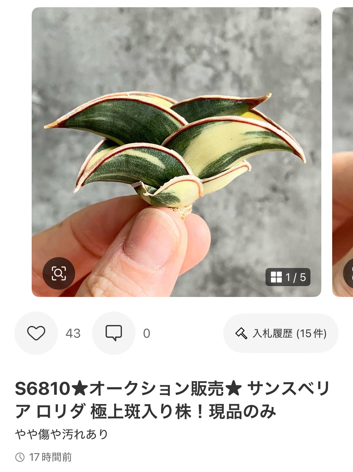 コ*ソ様 S6420★オークション販売★ 注目株！ サンスベリア 極上斑入り S6420☆オークション販売☆ 注目株！ サンスベリア 極上斑入り