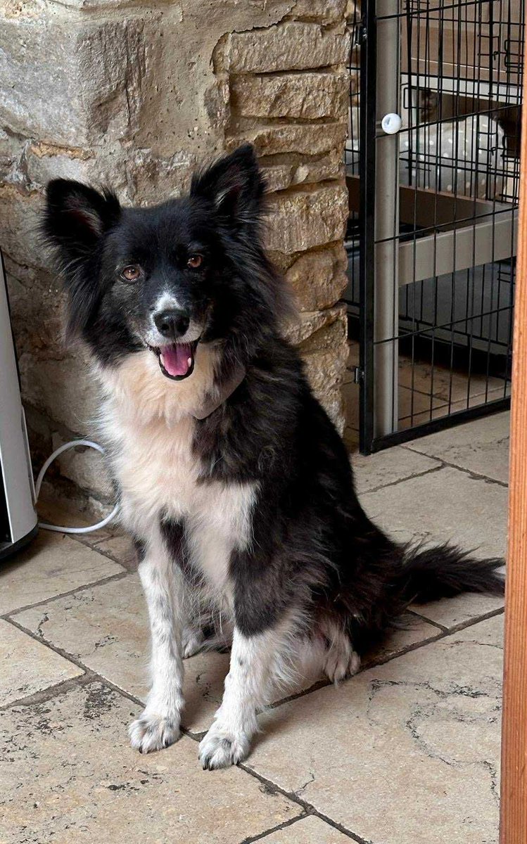ktulu_r's tweet photo. Troche informacji. To dziewczynka. Mix Bordera i Sheltie. Ma jakies 5-6 lat. Jest bezdomniakiem z Cypru. Potrzebuje domu tymczasowego az ktos ja adoptuje. Fundacja placi za wszystko wiec potrzeba tylko miejsca gdzie moglaby mieszkac. Jest juz po wizycie u veta. #dylemat https://t.co/16kZvQo6Az