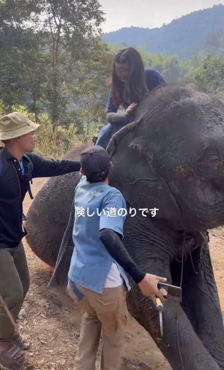 履歴書に書けたら面白いなと2年前に象使い免許取ったのですが、
起業家の人生で資格書くの銀行融資くらいしかなくて、ふざけられず使い所を失っています