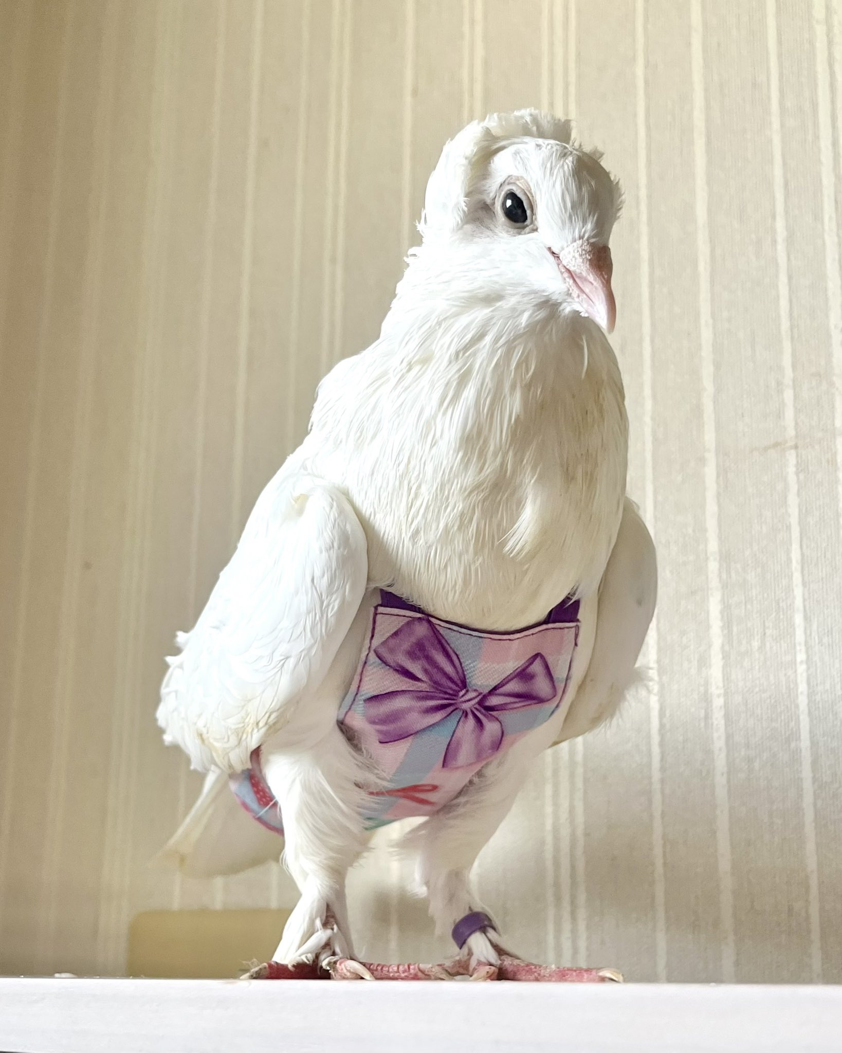 カラフルな鳥 僕が作りました。 トリックスター / Ninja ZX-4R SE/4RR（24-25）政府認証ダウン