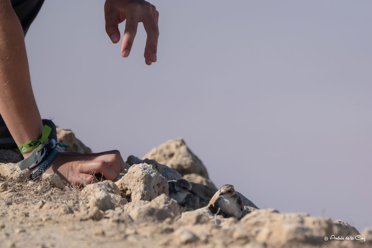 🐣En sus primeros días, los chorlitejos patinegros ya recorren la playa buscando alimento 🏖️
Son nidífugos y su mejor defensa es el camuflaje 🌿
Si ves una cría sola, no la toques: sus padres están cerca 💙
#IBERALEX #ChorlitejoPatinegro #Conservación