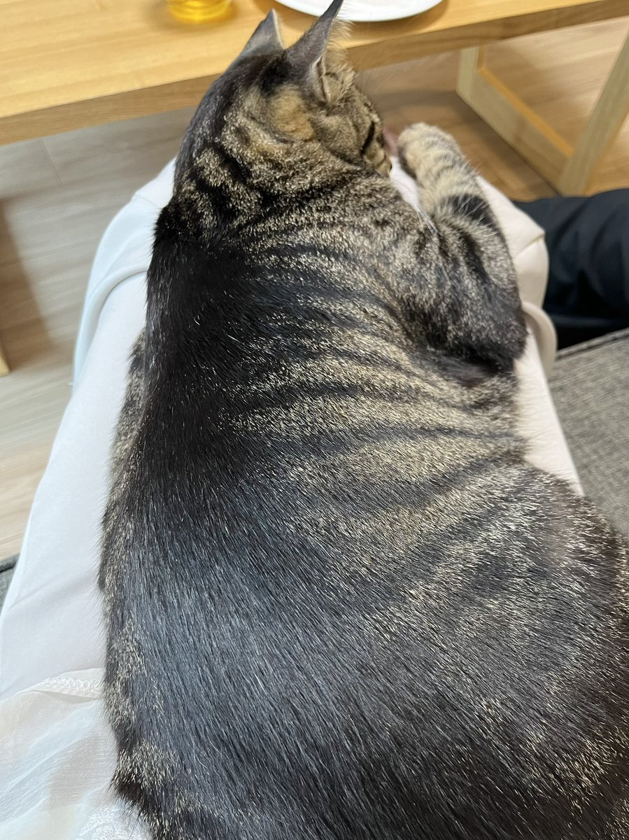 友達の家の猫がかわいすぎた🐈♡