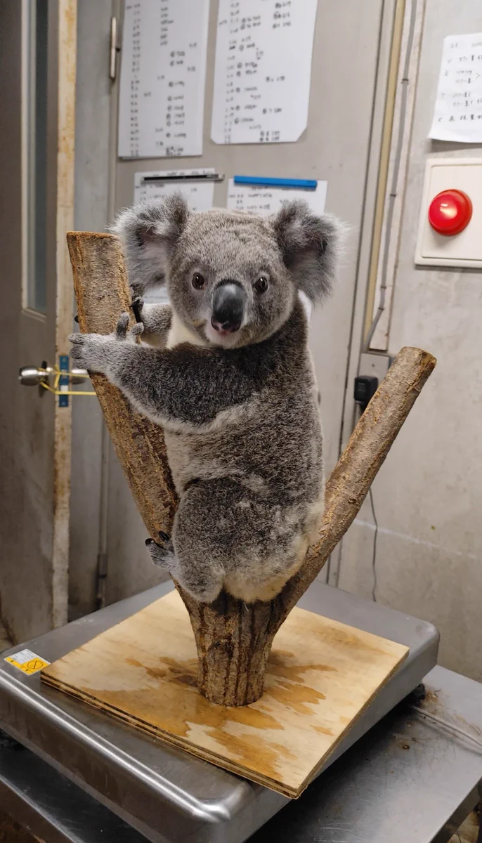 横浜市立金沢動物園【公式】 on X: 
