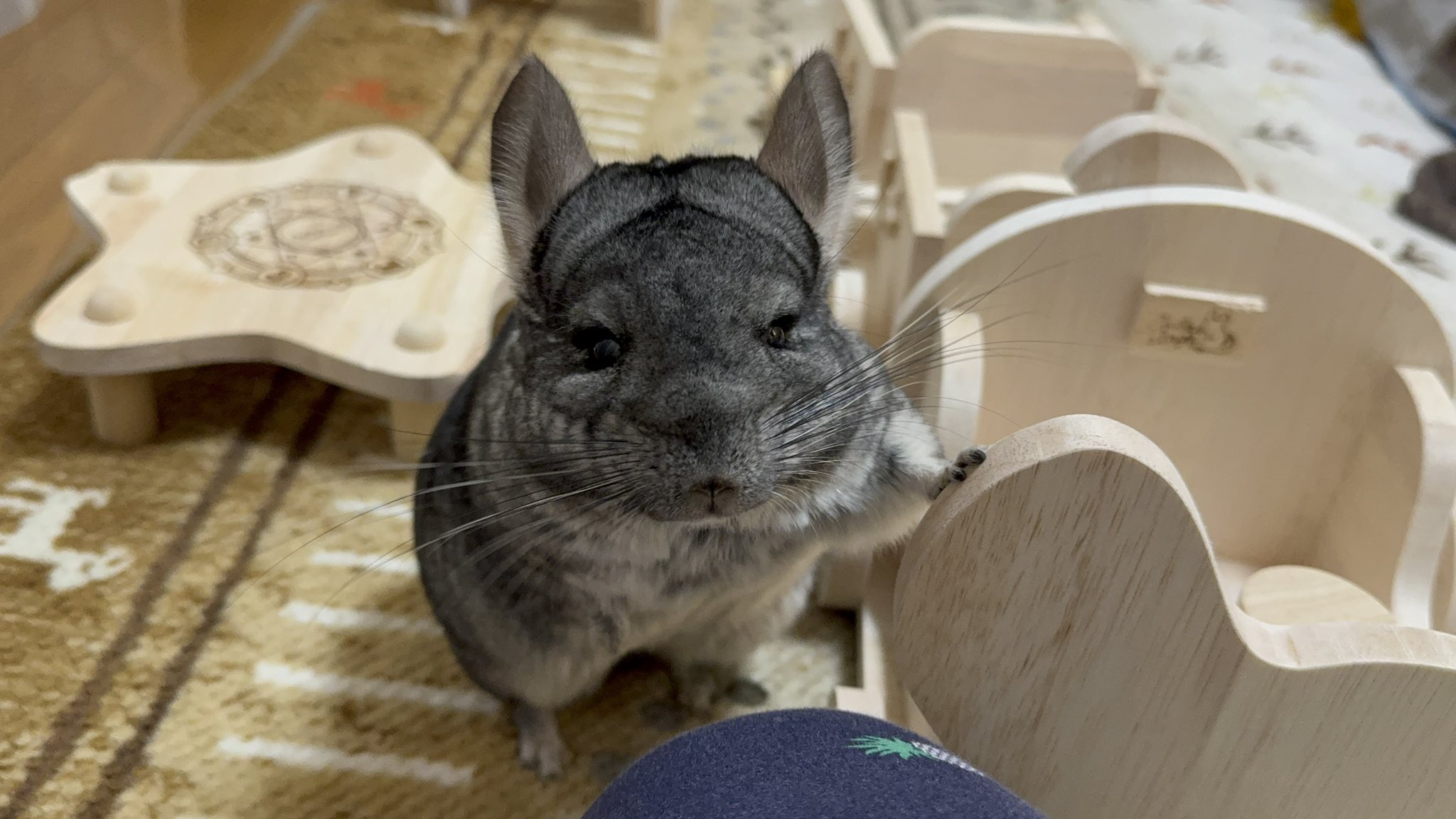 チンチラ - Search / X