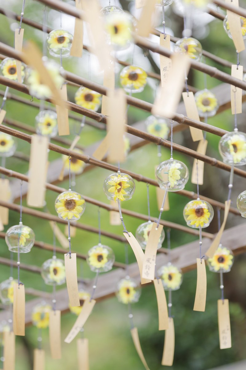 おはようございます。向日葵風鈴。きょうも頑張って花火大会行ってきます。目的はあるのですが今の所なかなか完成していません。お盆の時期がほぼラストチャンスです。少しづつ完成に近づけたいです。よい水曜日を。#TLを花でいっぱいにしよう #flowerphotography