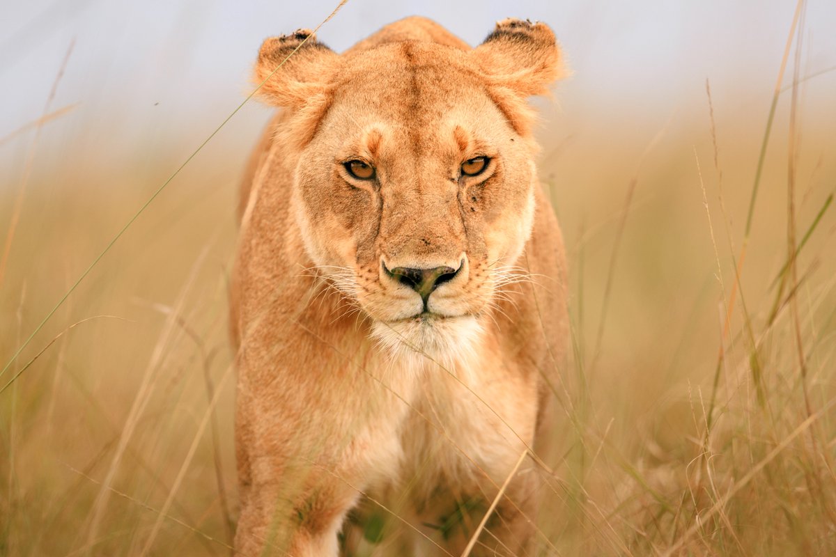 Savage energy #SeeTheSigns #IsharaMara

Canon EOS R5
400mm, f/2.8, 1/320 sec, ISO 100