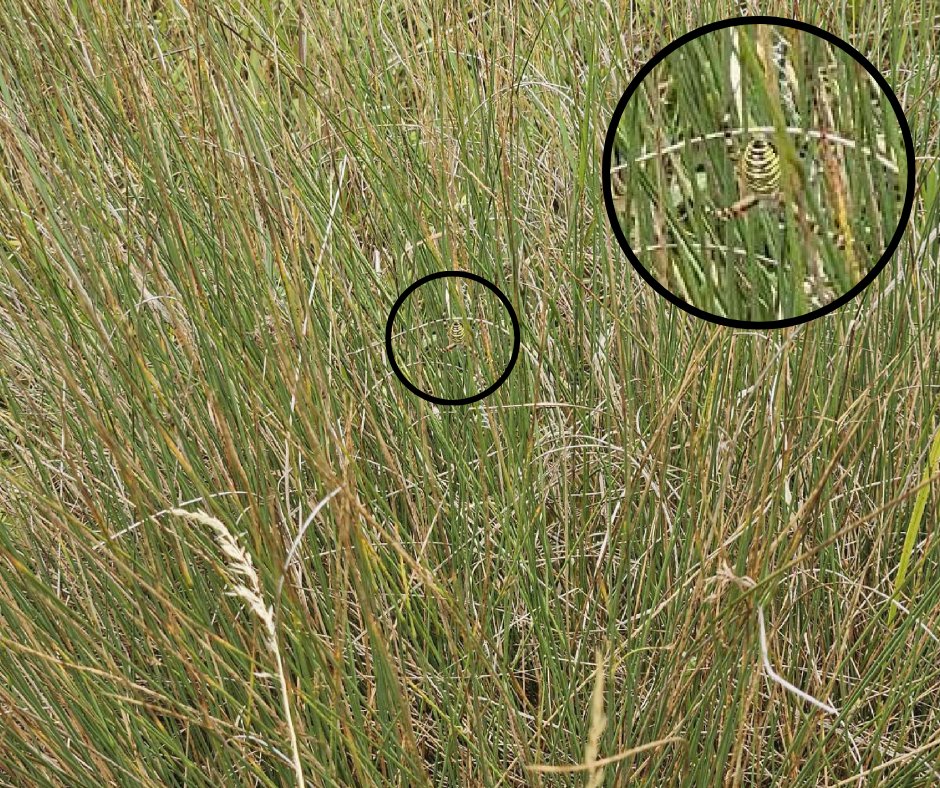 Did you manage to spot the wasp spider in our #NatureSpot challenge on Sunday? 

Take a look at the images to see where it was hiding!
