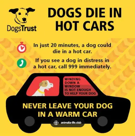 The hot temperatures this week can already make life uncomfortable for our dog companions. 

PLEASE reconsider taking them on car journeys if possible. 

Dogs do die in hot cars 

#LeicsPolice #HarboroughDC