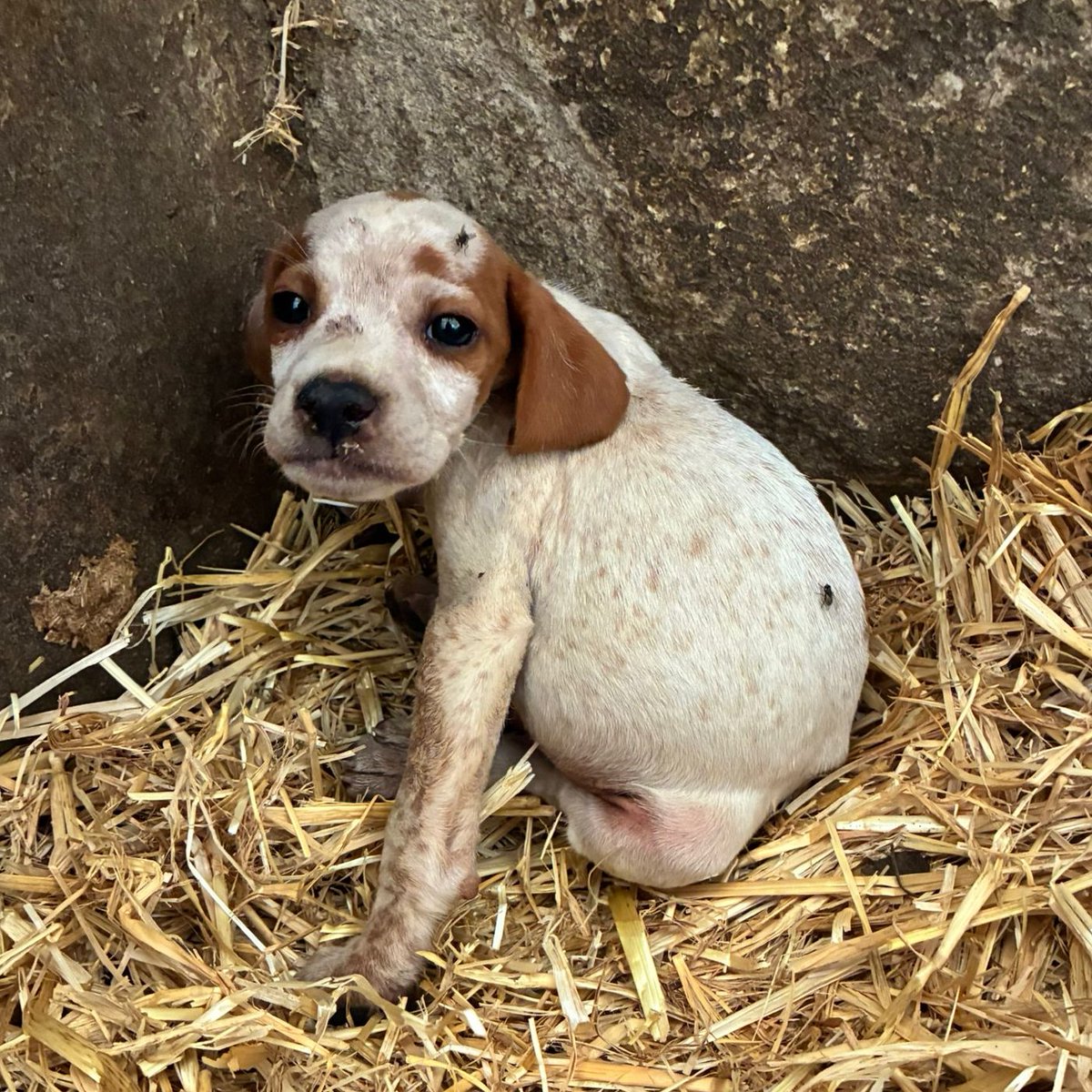 NUEVA VIDA ADOPCIONES (@nuevavidaadop) on Twitter photo 🆘🆘#madrid #URGENTE
MOTITA ha sido ABANDONADO en un pajar con tan solo 1,5 meses
NECESITA #casadeacogida o #adopcion
Sociable con niños🐶🐱
Está vivo de milagro
Se entrega chipado,vacunado,desparasitado y CON compromiso de castracion
CONTACTO 📩facenuevavida@gmail.com 🆘🆘#madrid #URGENTE
MOTITA ha sido ABANDONADO en un pajar con tan solo 1,5 meses
NECESITA #casadeacogida o #adopcion
Sociable con niños🐶🐱
Está vivo de milagro
Se entrega chipado,vacunado,desparasitado y CON compromiso de castracion
CONTACTO 📩facenuevavida@gmail.com