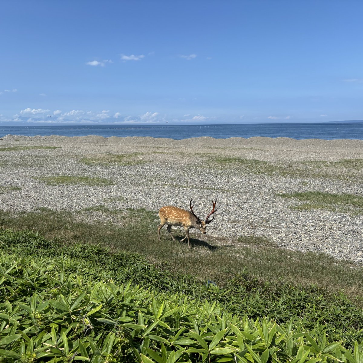 rote_ps's tweet image. 