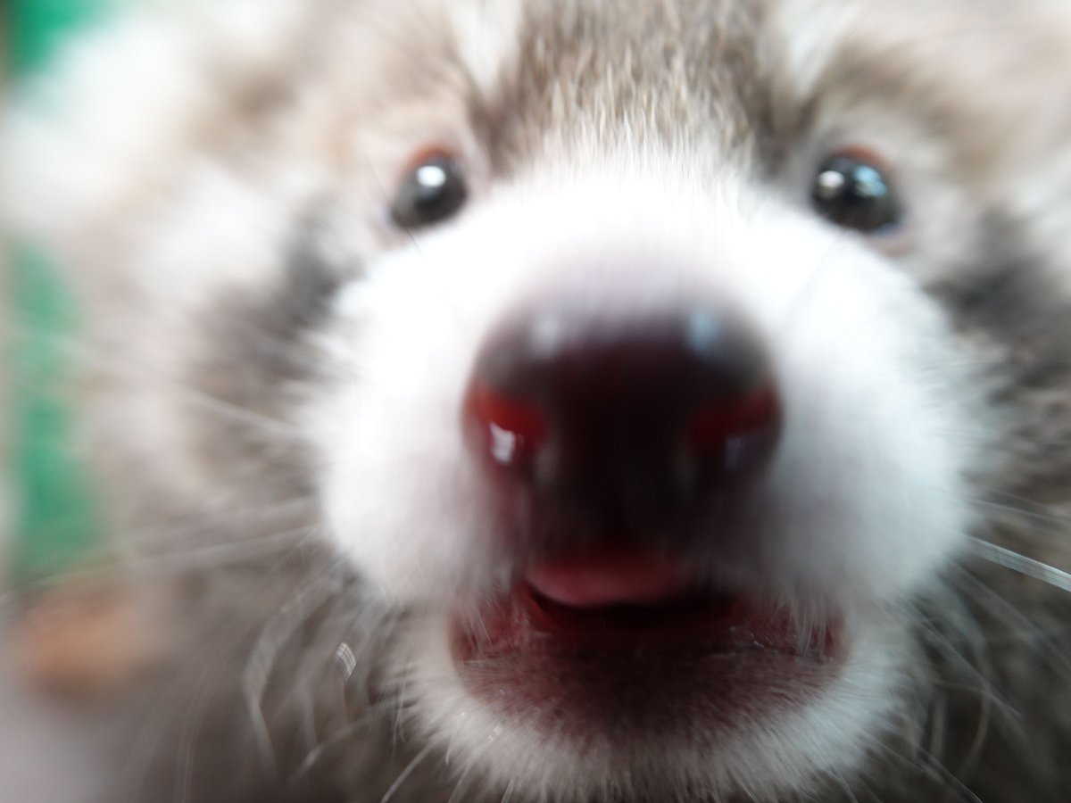 ZOORASIA_office's tweet photo. カメラに興味津々！迫りくる #レッサーパンダ の赤ちゃんです📷✨
鋭い爪と、少しずつ歯も生えてきました。
#ZOORASIA #ズーラシア #RedPanda #絶滅危惧種 https://t.co/fxsohpxklk