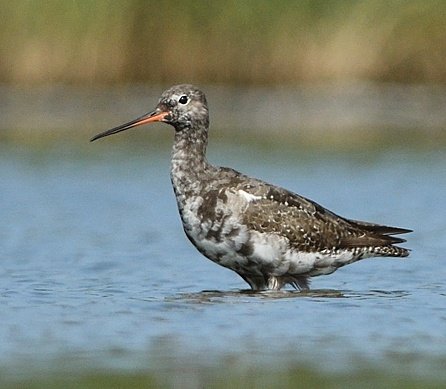 Zaterdag fotografeerde ik m'n eerste zwarte ruiter.

Fijne dinsdag ☀️🍀