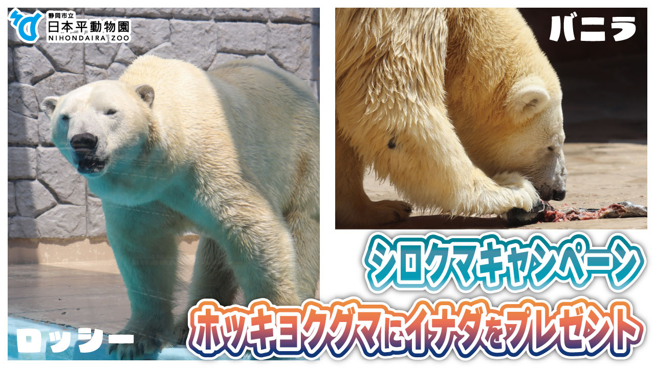 【カナダ銀貨】ホッキョクグマ シロクマ 2016 カナダ銀貨】ホッキョクグマ シロクマ 2016の通販 by イッヌ's