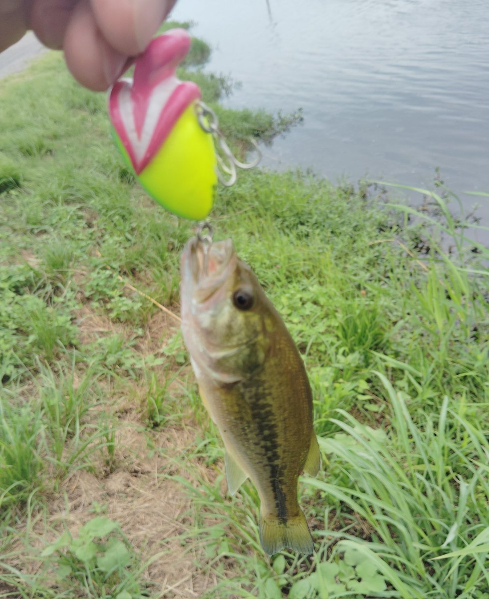 fishing_junkie_'s tweet photo. 2B1F🤘
まさかこんなちっこいのが食ってくるなんて🤣
でかいの釣りたいな😂
やっぱりラトル入りが欲しい感じ🤔
泳ぎは最高！早巻きするとブレるからちょっとねって感じです🫡
@Lure_Maker_ 
＃ベロクラ https://t.co/GhU3QLlKfG