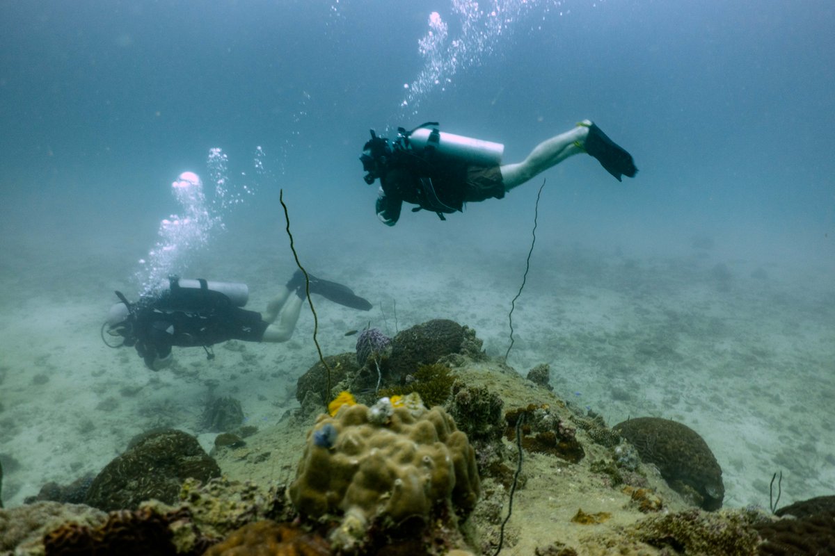 Koh Tao provides all this and more at a variety of dive sites ranging from shallow coral reefs, located within the island’s beautiful bays, to deeper outlying granite pinnacles, just a short boat journey off shore. blackturtledive.com/fun-diving-koh… #FunDive #KohTao #PADI