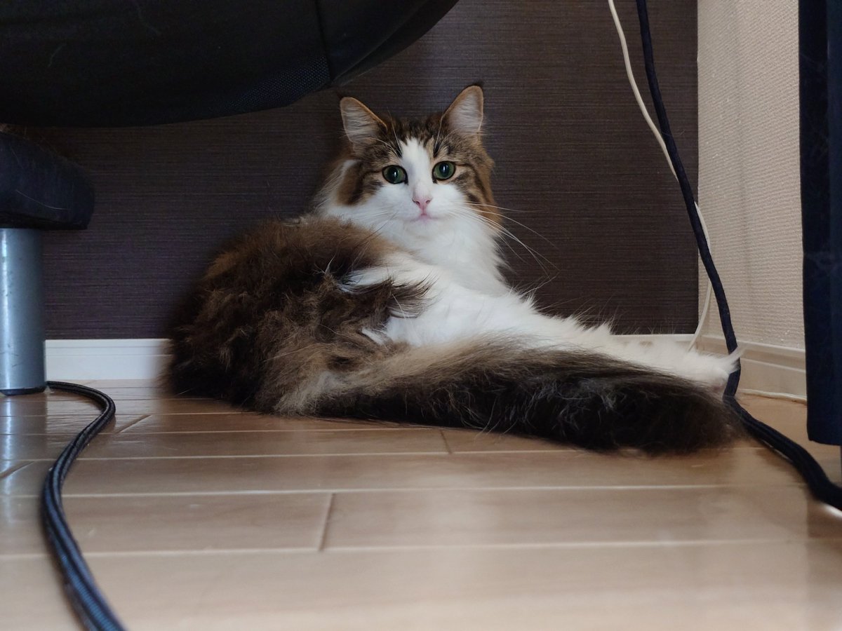 ソファ裏でいじけ中