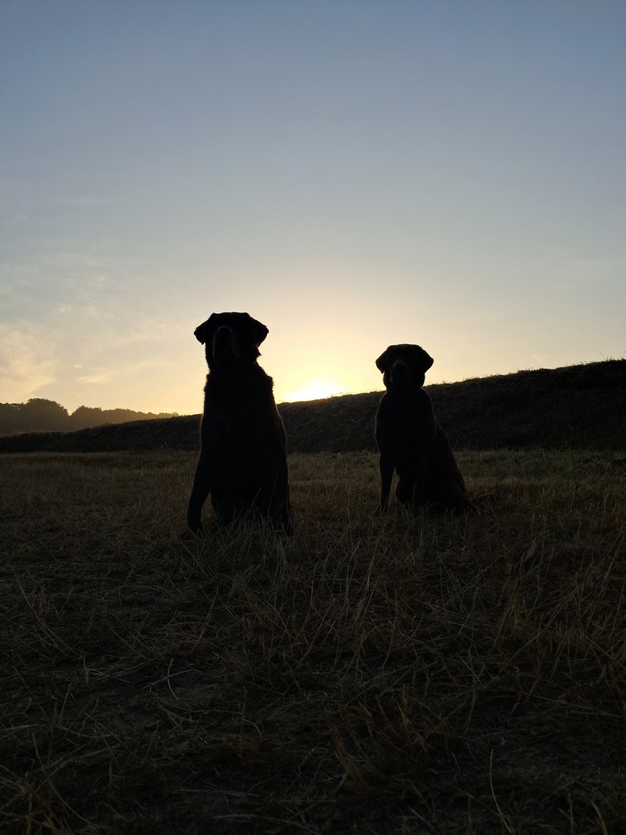 Ted_Choc_Lab's tweet image. Good Morning FURBALLS 

Need to make an effort to get involved more here !! 
Been slacking lately 
Have a good day !!