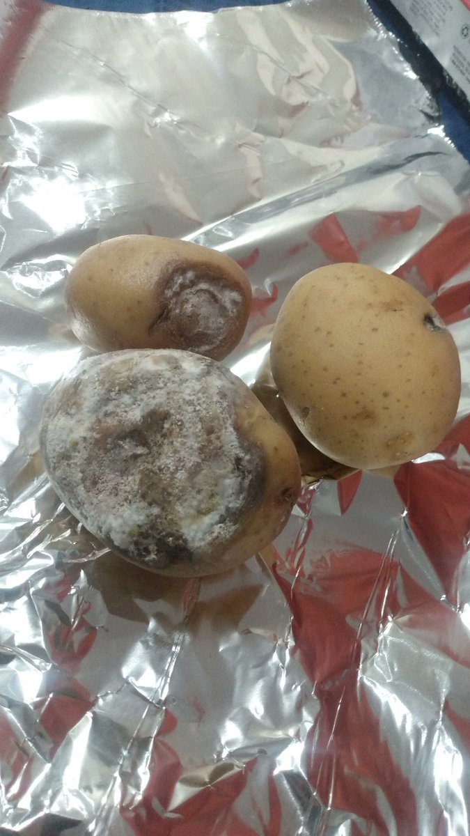 the humble wondermold has taken over my potatoes