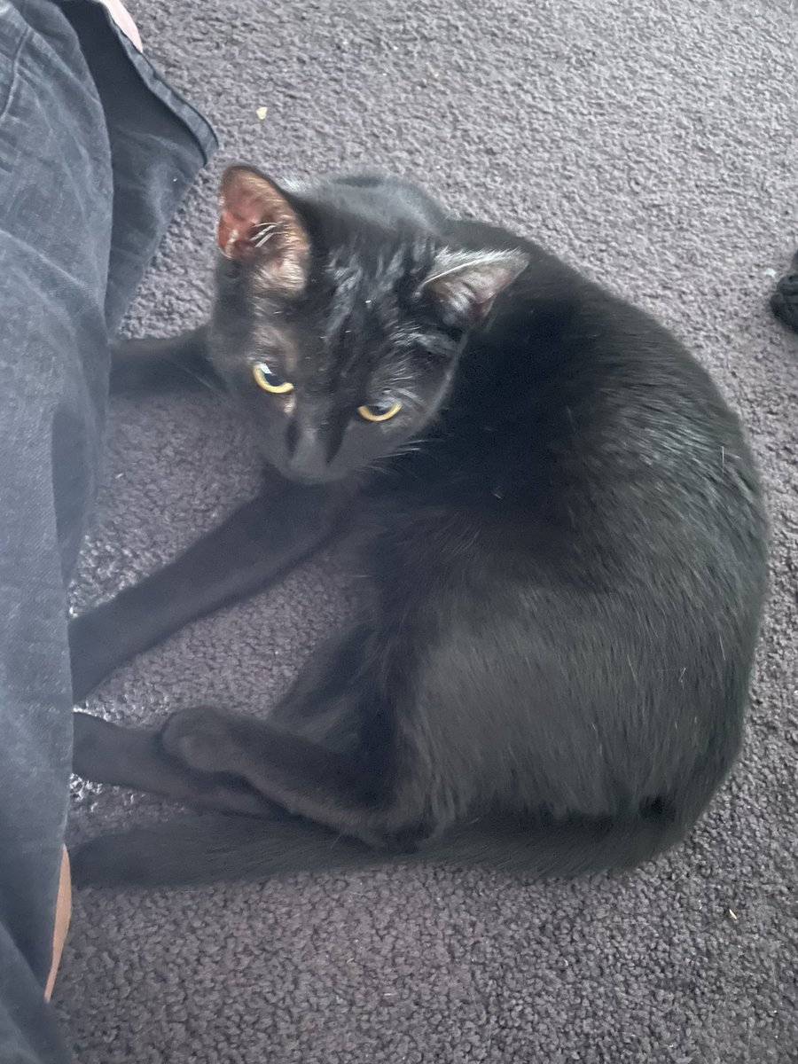 Going to Korea in a few weeks and want to play / stream solo q after I improve a bit. Anyone know the best way to get an account? Have heard different opinions but don’t know anyone in Korea that is able to help. Any interactions or help is appreciated! Ps. This is my cute cat