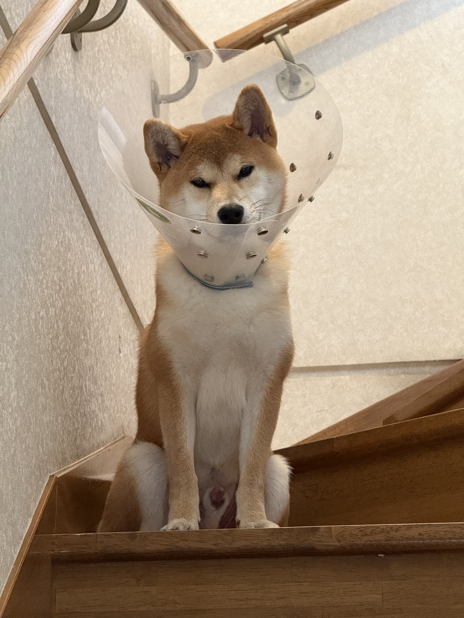 イヌ 🖤🐕‍🦺大型犬NEW FACE🐕‍🦺🖤 . 【種類】ラブラドール
