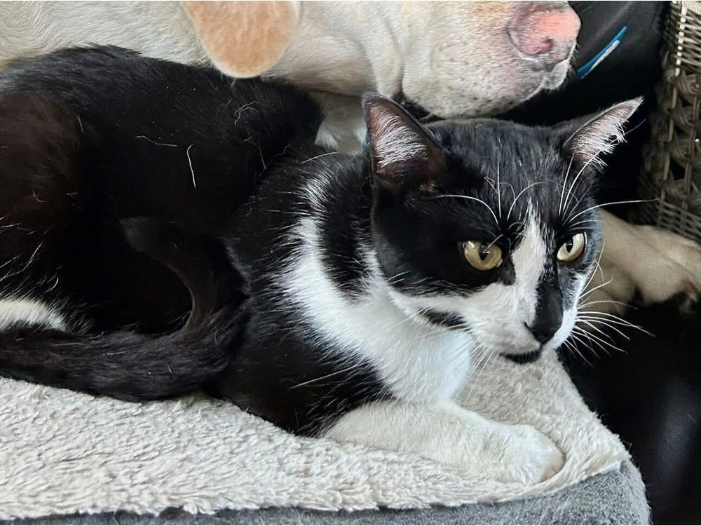 theprovince's tweet image. B.C. Ferries search for cat that escaped car en route from Nanaimo to Tsawwassen theprovince.com/news/local-new…