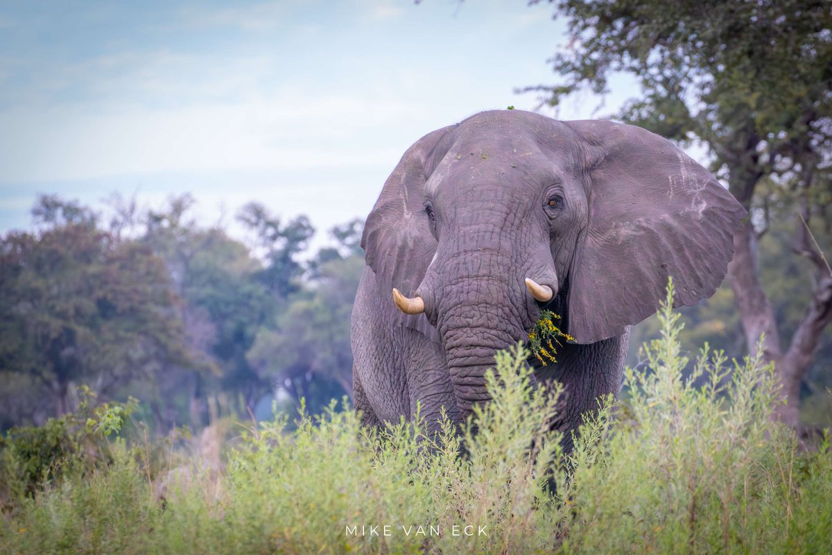 DigitalKhaki's tweet photo. #WorldElephantDay

Elephants are wise, powerful, and deeply connected to the landscapes they call home. They shape their environment by creating waterholes, clearing pathways, and dispersing seeds, supporting countless other species in the process. https://t.co/D0dBguo4OU
