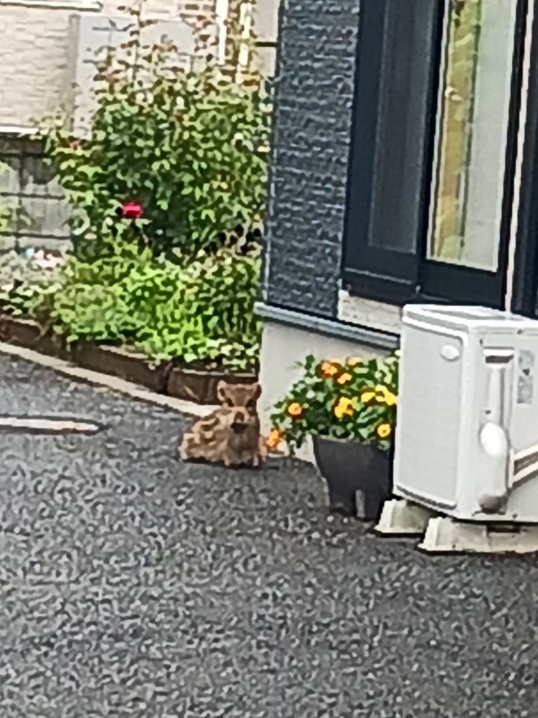 うり坊 - Search / X