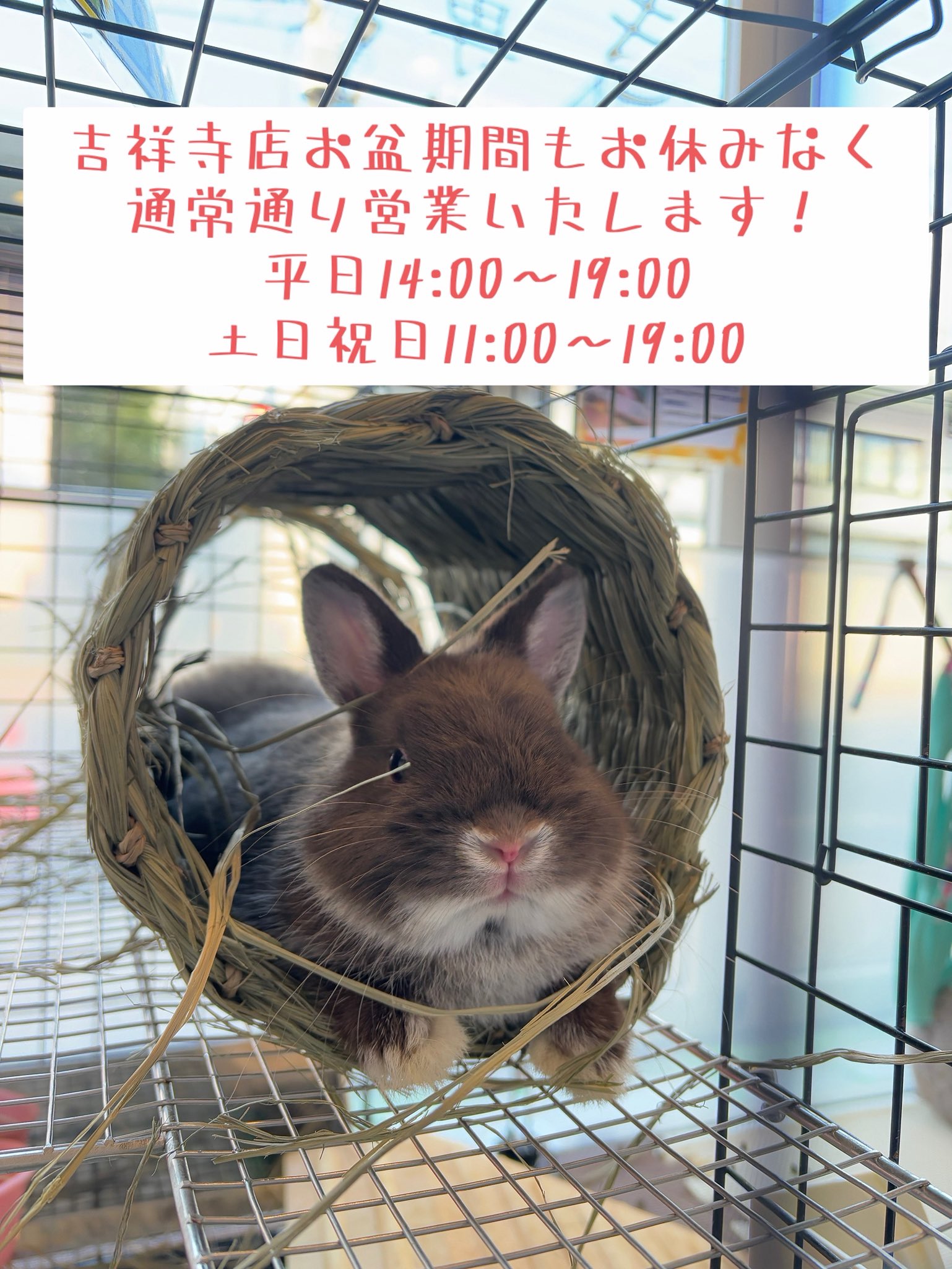 ももうさぎページ うさぎのしっぽ吉祥寺店 on X: 