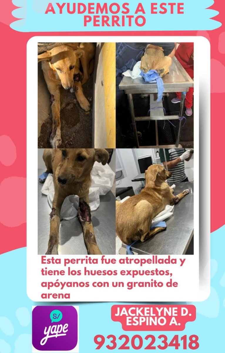 MendKari's tweet photo. @suselparedes @VictoryInst Rescatamos a este perrito que había sido atropellado y botado a una cuneta, este hecho sucedió en el barrio San José en la segunda etapa -  yanamilla Ayacucho, tiene los huesos expuestos y está recibiendo atención médico veterinario,  por lo que requerimos la ayuda de ustedes https://t.co/WSCNaKoxVA