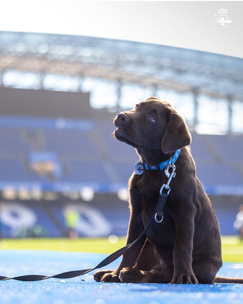 goncalo_diass17's tweet photo. A nova contratação do Deportivo da Corunha... o Oito! 

Um pequeno cãozinho adotado pelo clube. 🥹 https://t.co/FfPvISYVMm