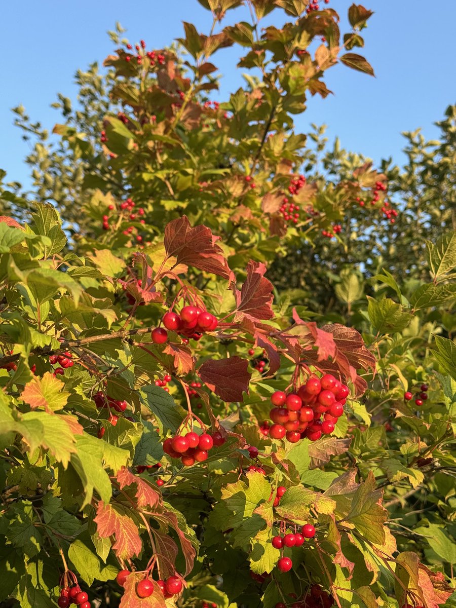 Korok_CFOP's tweet image. Gmonad