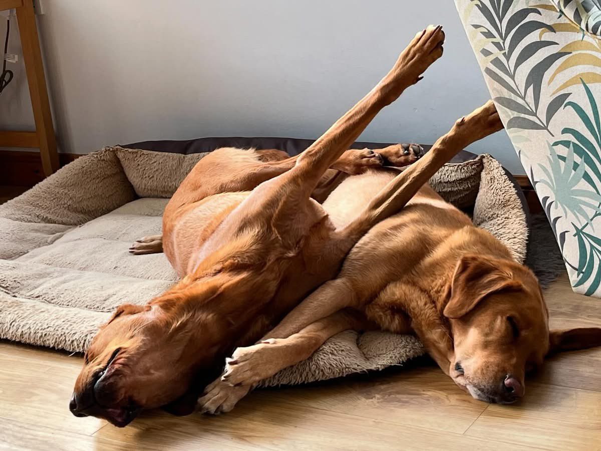 pawsonplastic's tweet photo. Tuesdays can be tough for some. 💤 

How’s yours looking?

#sleepydogs #tuesdaymotivation #lifewithdogs #volunteersmakeadifference #dogcharity #dogsofx https://t.co/vAXNiO8hiR