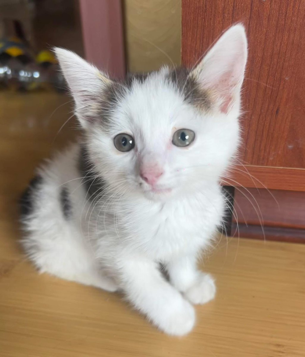 Өглөө охин маань цэцэрлэгтээ явах замдаа олсон хөөрхөн муужгайнд эзэн хайж байна. Манайд бас нэг хөөрхөнөө байдаг тул үрчилэх боломжгүй байна. Маш найдвартай сайн халамжлах хүн хайж байна аа! Дм 🙏🏻 Муур үнэхээр хөөрхөн амьтан шүү! ✨😇