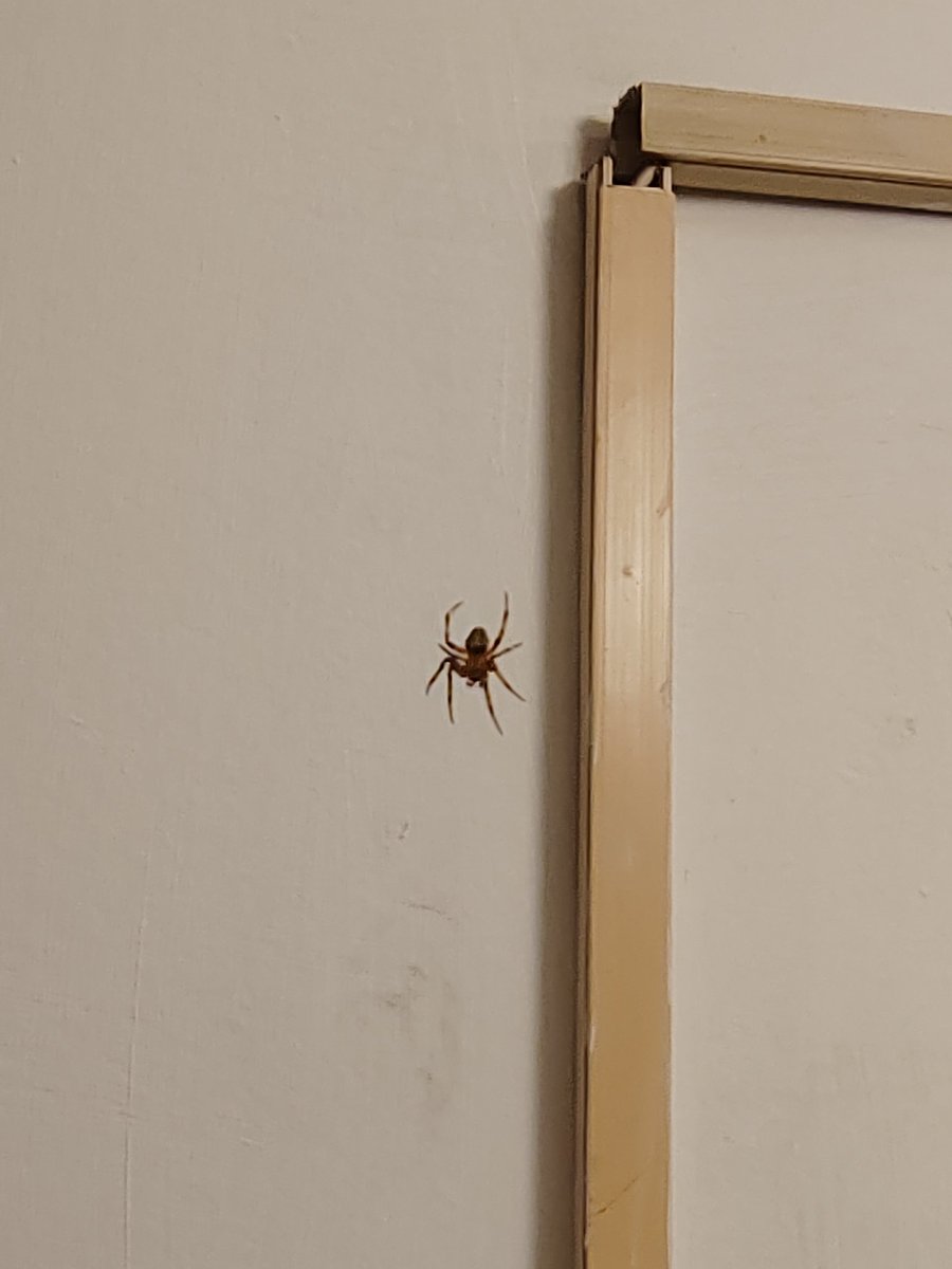 Janet Mérida tweet media