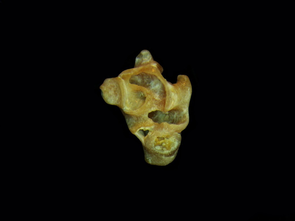 ChimaeraGallery's tweet image. You’ve stood on millions of these—now see one up close. Scaling a Pyramid by Jonathan Latiano brings nature into focus like never before. At Chimaera Gallery through August 16.

#ArtMeetsScience
#VisualResearch
#ScientificImaging